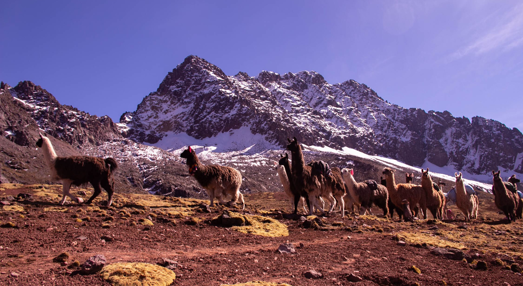llamasvinicunca
